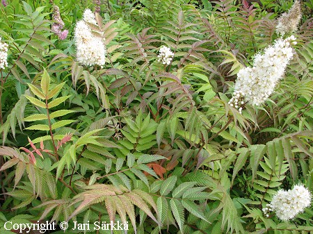 Sorbaria sorbifolia 'Sem', pikkupihlaja-angervo